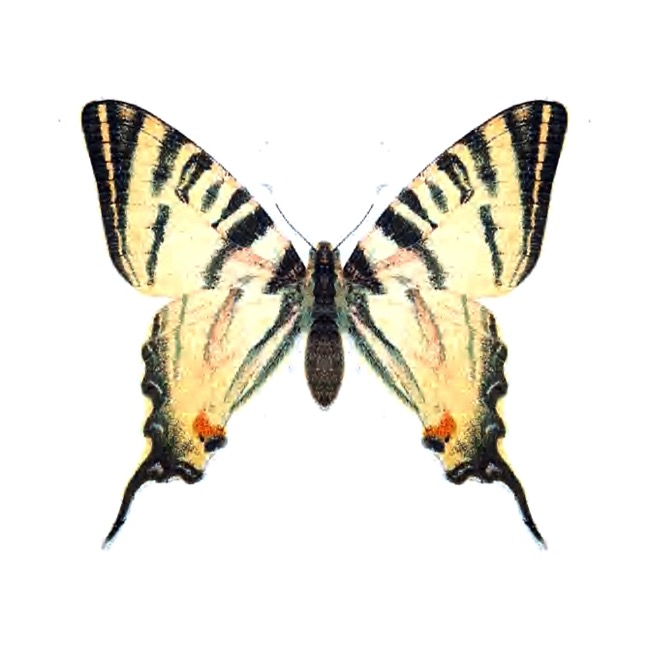 Papilio undecimlineatus – Biomes